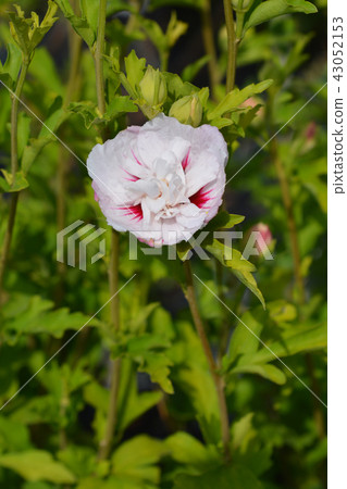 Rose Of Sharon China Chiffon Rose Of Sharon China Chiffon 43052153