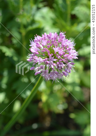 Giant onion Giant onion 43052155