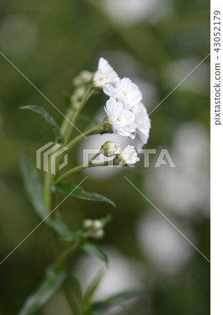 Sneezewort 43052179