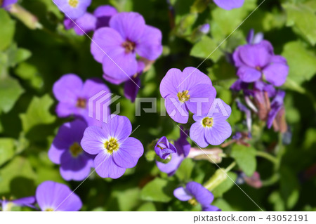 Aubretia flowers Aubretia flowers 43052191