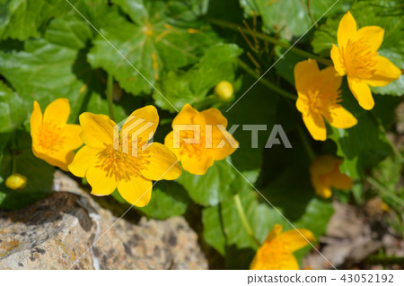 Marsh marigold Marsh marigold 43052192
