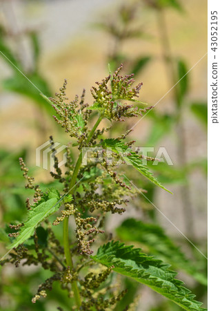 Common nettle Common nettle 43052195
