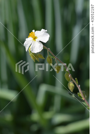 White rockrose 43052197