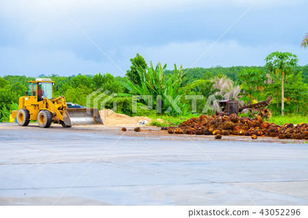 palm oil in werehouse 43052296