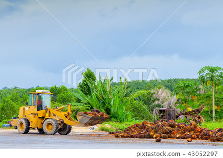 palm oil in werehouse palm oil in werehouse 43052297
