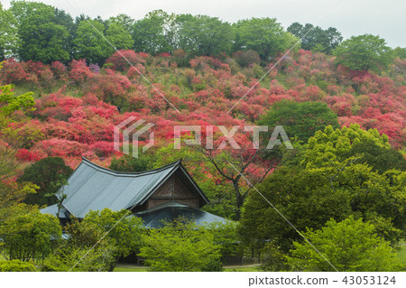 Mizuwa azalea of Takatori mountain 43053124
