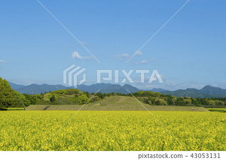 Nanohana農場和食人魔的Iwadoya 43053131