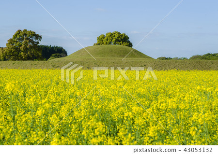 Nanohana農場和食人魔的Iwadoya 43053132