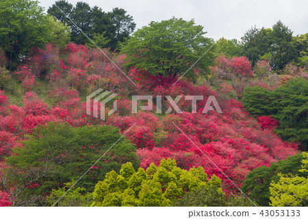 盛開的Mitsuba杜鵑花 43053133