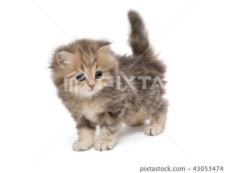 Shaggy, grey British kitten 43053474