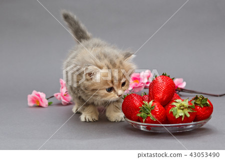 Small British  kitten and strawberry 43053490