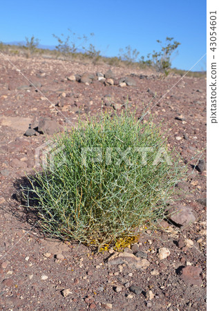 死亡谷植物 死亡谷植物 43054601