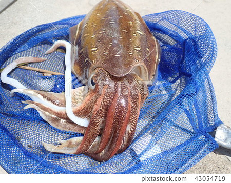 Scallop squid 43054719