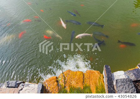 various subspecies of golden pond fish float under 43054826