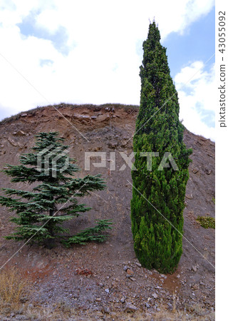 lifeless pigeon spruce and juniper firmly hold on 43055092