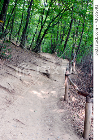 trail in the woods on a small slope with wooden ha 43055093