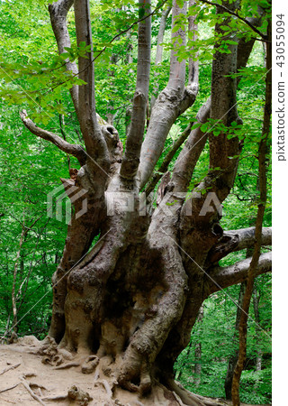 An old tree with huge branches and perennial massi An old tree with huge branches and perennial massi 43055094
