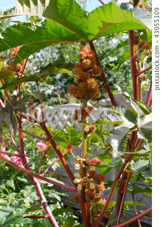 A lush flowering green plant with blossoming leave 43055109
