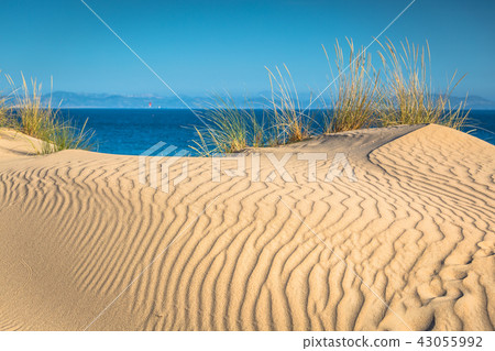 Dune of Punta Paloma, Tarifa, Andalusia, Spain 43055992