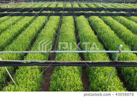 Uji City, Kyoto Prefecture Tea Field 43056078