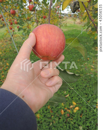 Harvesting of apples Harvesting of apples 43056535