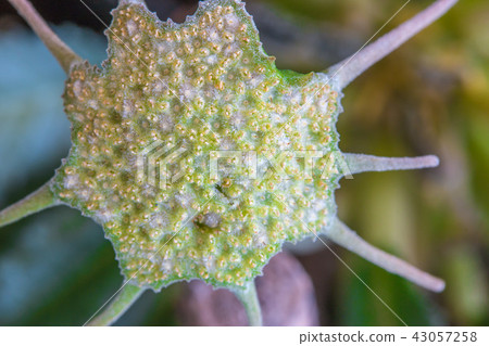 close up of the Dorstenia foetida flower close up of the Dorstenia foetida flower 43057258