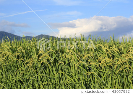 Blue sky rice rice Blue sky rice rice 43057952