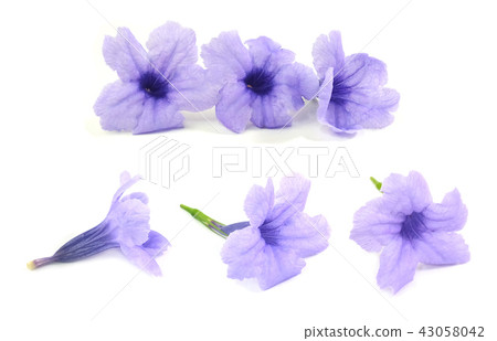 Fresh Purple Ruellia Tuberosa or Minnieroot Flower 43058042