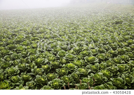 Chinese cabbage field 43058428