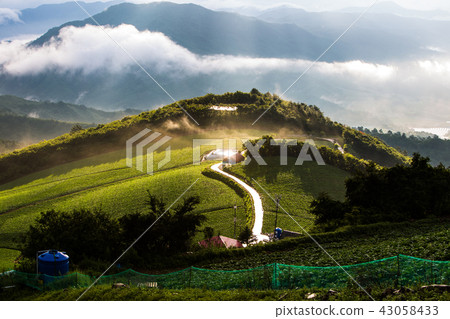Chinese cabbage field 43058433