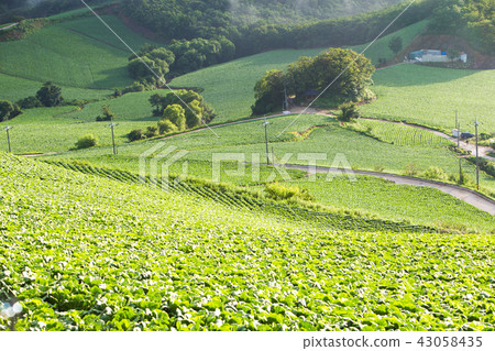 Chinese cabbage field 43058435