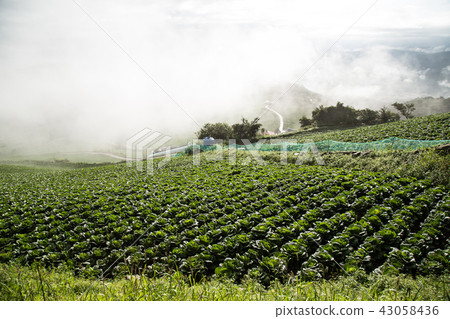 Chinese cabbage field 43058436