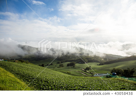 Chinese cabbage field 43058438
