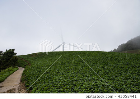 Chinese cabbage field 43058441