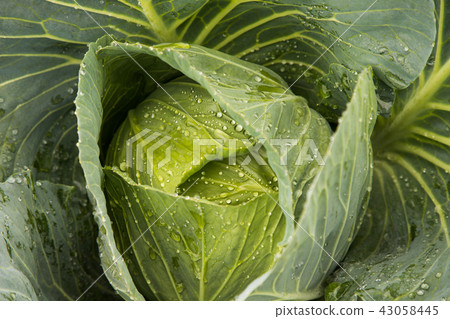 Chinese cabbage 43058445