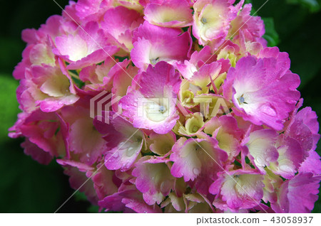 Hydrangea saving water drops 43058937