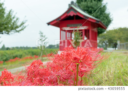 Minuma Benzaiten no shrine and cluster amaryllis Minuma rice field 43059555