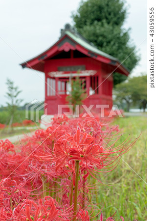 Minuma Benzaiten no shrine and cluster amaryllis Minuma rice field 43059556