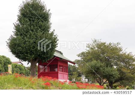 Minuma Benzaiten no shrine and cluster amaryllis Minuma rice field 43059557