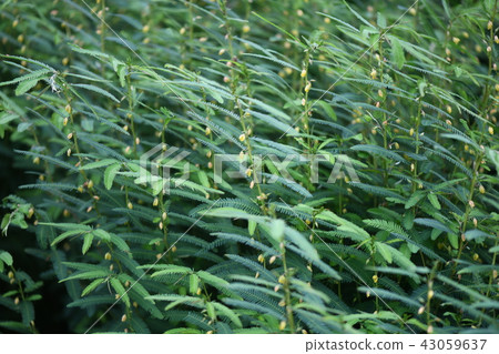 A group of Kawaraketsumei 43059637