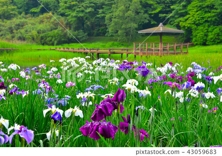 Kagura girl lake Kagura girl lake 43059683