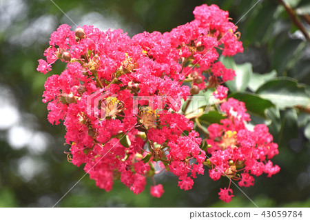 Crape myb (crape myrtle) Crape myb (crape myrtle) 43059784