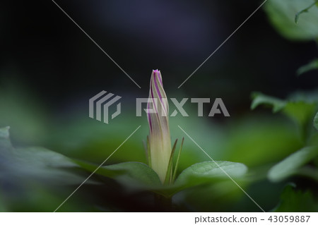 Morning glory on the day before bloom 43059887