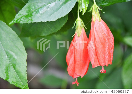 UNAKUSHI Himeyou Sleeping · Hibiscus UNAKUSHI Himeyou Sleeping · Hibiscus 43060327