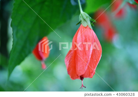 UNAKUSHI Himeyou睡覺·芙蓉 43060328