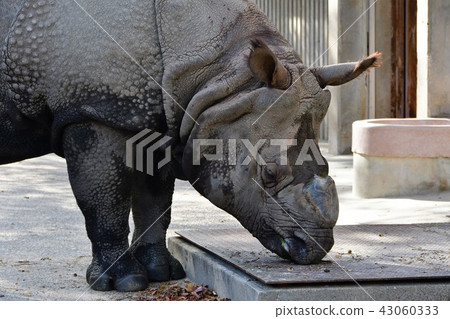 Indian Ring Indian Ring 43060333