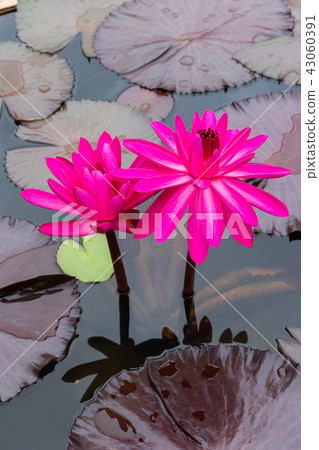 Beautiful dark pink lotus with red pollen Beautiful dark pink lotus with red pollen 43060391