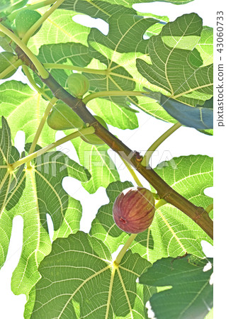 Fig (no fruit) 43060733