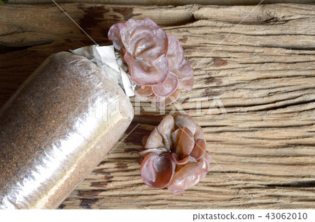 ear mushroom ear mushroom 43062010