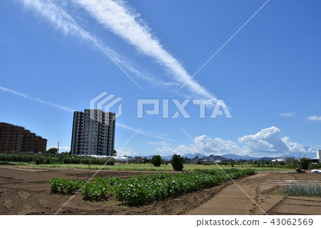 Chigasaki city suburban summer field 43062569